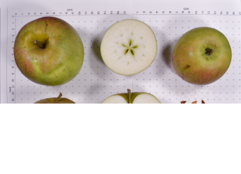 Click for 2 image(s) for this accession.